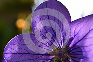 Close-up of platycodon grandiflorus purple petal, balloon flower