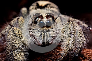Close up Platycryptus undatus jumping spider.