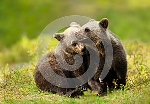 Close up of playful brown bear cubs in the forest