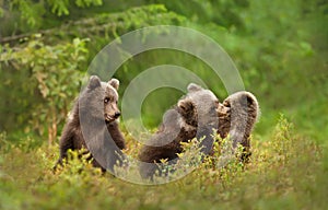 Close up of playful European brown bear cubs in the forest