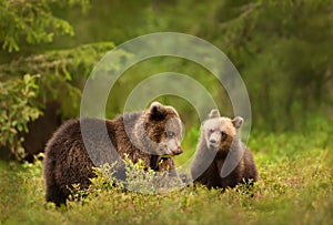 Close up of playful European brown bear cubs in the forest