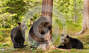 Close up of playful European brown bear cubs in the forest