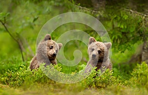 Close up of playful European brown bear cubs in the forest