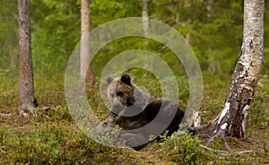 Close up of playful European brown bear cubs in a forest