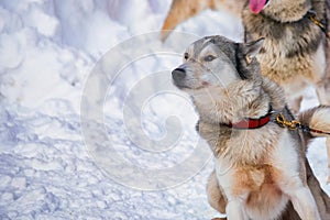 Close up playful Husky dogs used for sledding in snowy Russian city