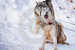 Close up playful Husky dogs used for sledding in snowy Russian city