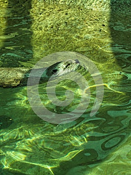 Close-up of Playful North American River Otter