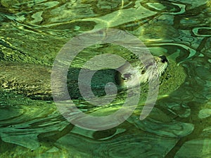 Close-up of Playful North American River Otter