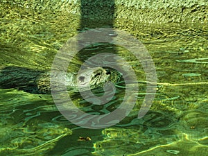 Close-up of Playful North American River Otter