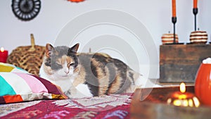 Close up pleased cat pet relaxing in decorated cozy autumn interior. Comfy floor location with cushions, wicker pumpkins