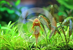 Close-up Pleco Catfish in aquarium tank