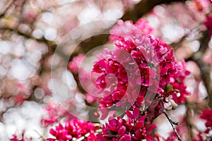 Close up, plum blossom red and pink flowers, flowering branch of apple tree, picturesque symbol of early spring, fruit orchard,