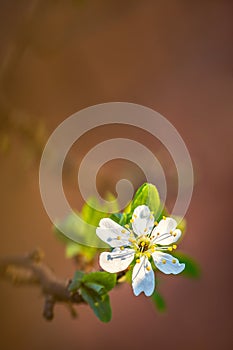 Close up of Plum flower blooming in spring. Blossom flower isolated with blurred orange background