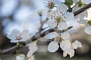 Close-up of plum flowers