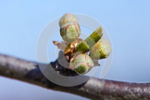 Close up of plum tree buds. Spring white flowers.