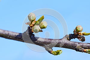 Close up of plum tree buds. Spring white flowers.