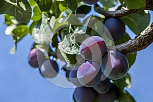 Close up of a plum tree.