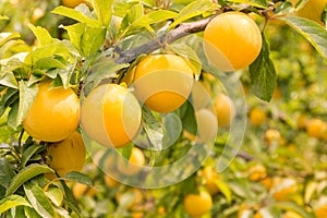 Plum tree with ripe yellow plums