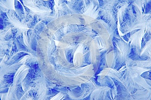 Close up of the plumage feather photo