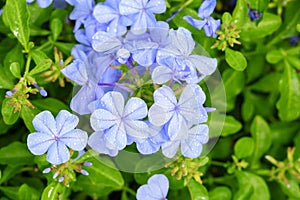 The close up of Plumbago auriculata Lam.