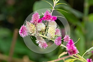 Plumed cockscomb (celosia argentea