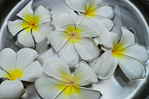 Close up of Plumeria or Frangipani tropical flowers, Hawaiian Lei Flower Floating in the basin.