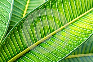 Plumeria leaf texture photo