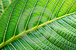 Plumeria leaf texture photo