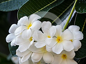 Close up Plumeria and rian drop