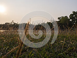 Close up poaceae grass flower in park when sunset , dramatic scene