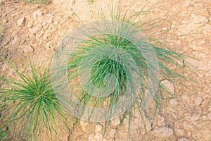 Poaceae wild grasses photo