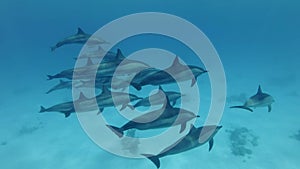 Close-up, A pod of dolphins swim in the blue water. Spinner dolphins, Stenella longirostris.