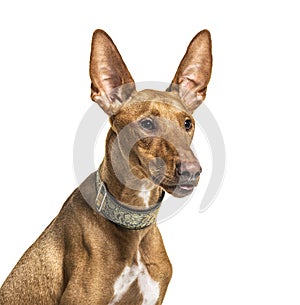 Close-up on a Podenco, isolated