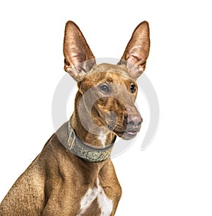 Close-up on a Podenco, isolated photo