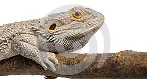 Close-up of Pogona lying on a branch