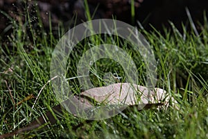 Close up of pointy sharp grass blades with dark background in the morning sun