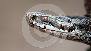 Close-up a poisonous common viper looking intensely with orange eye.