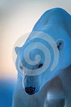 Close-up of polar bear with head lowered