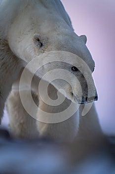 Close-up of polar bear looking across tundra