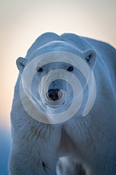 Close-up of polar bear looking at camera