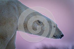 Close-up of polar bear with purple sky