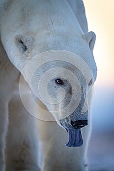 Close-up of polar bear with tongue lolling