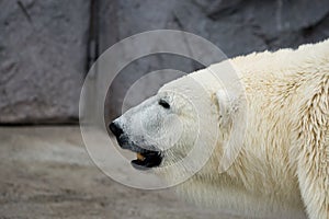 Close up Polar bear (Ursus maritimus) face.