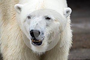 Close up Polar bear (Ursus maritimus) face.