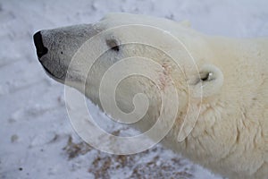 A close up of a polar bear or Ursus Maritimus, near Churchill, Manitoba Canada