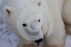 A close up of a polar bear or Ursus Maritimus, near Churchill, Manitoba Canada