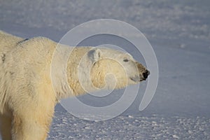 Close-up of a Polar Bear or Ursus Maritimus walking on snow on a sunny day, near Churchill, Manitoba Canada