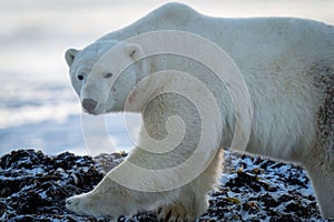 Close-up of polar bear walking across rocks