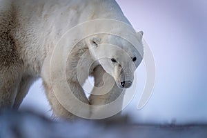 Close-up of polar bear walking across tundra