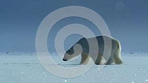 Close up of Polar bear walking in the Svalbard area searching for food